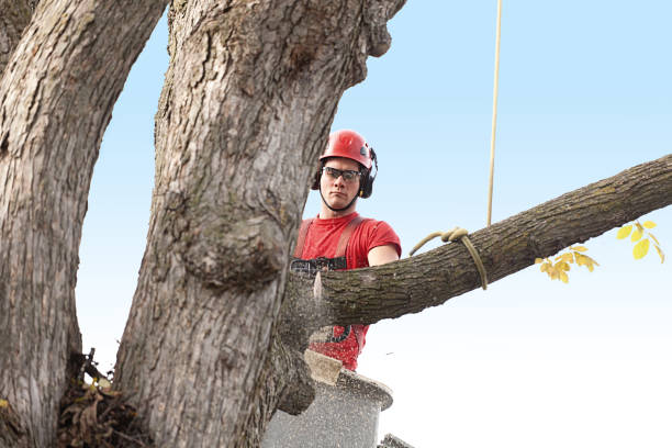 Best Hedge Trimming  in Ridgefield Park, NJ